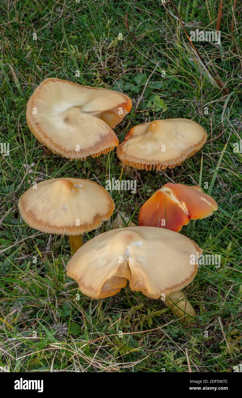 Miel Waxcap, Hygrocybe reidii, croissant en abondance dans le pré non amélioré, Dorset. Début du fondu. Banque D'Images