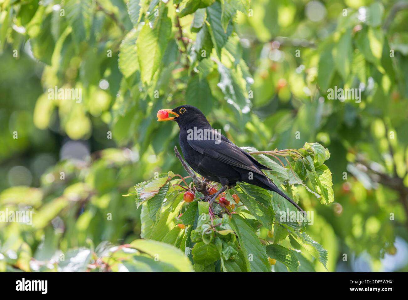 Blackbird, Turdus merula ; Homme avec cerise ; Royaume-Uni Banque D'Images