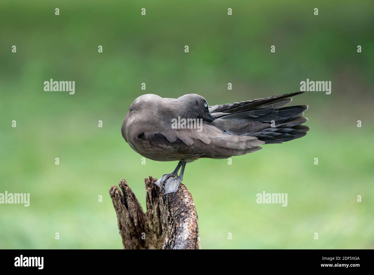 Brown Noddy; Anous stolidus; preening; Seychelles Banque D'Images
