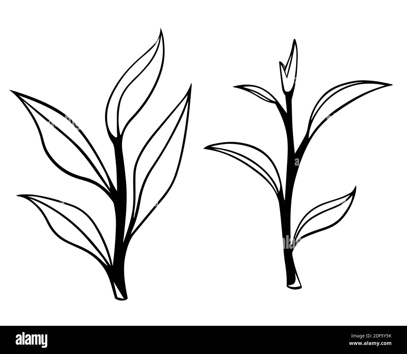 Illustration vectorielle de l'ensemble de feuilles de thé vertes. Feuille noire sur fond blanc. Fond vecteur alimentaire sur blanc. Thé vert chinois. Banque D'Images