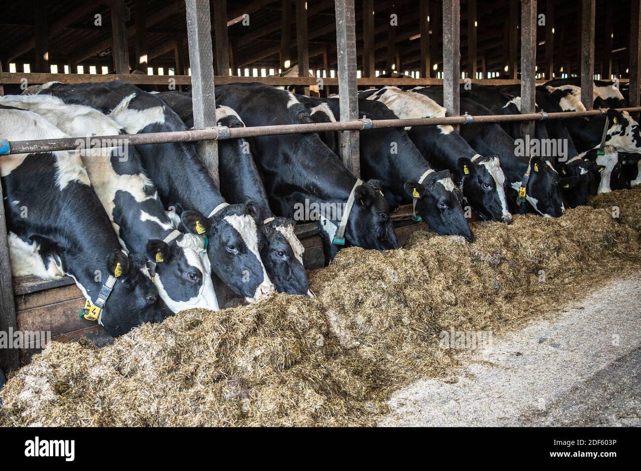 bovins laitiers mangeant de l'ensilage à l'intérieur en hiver Banque D'Images