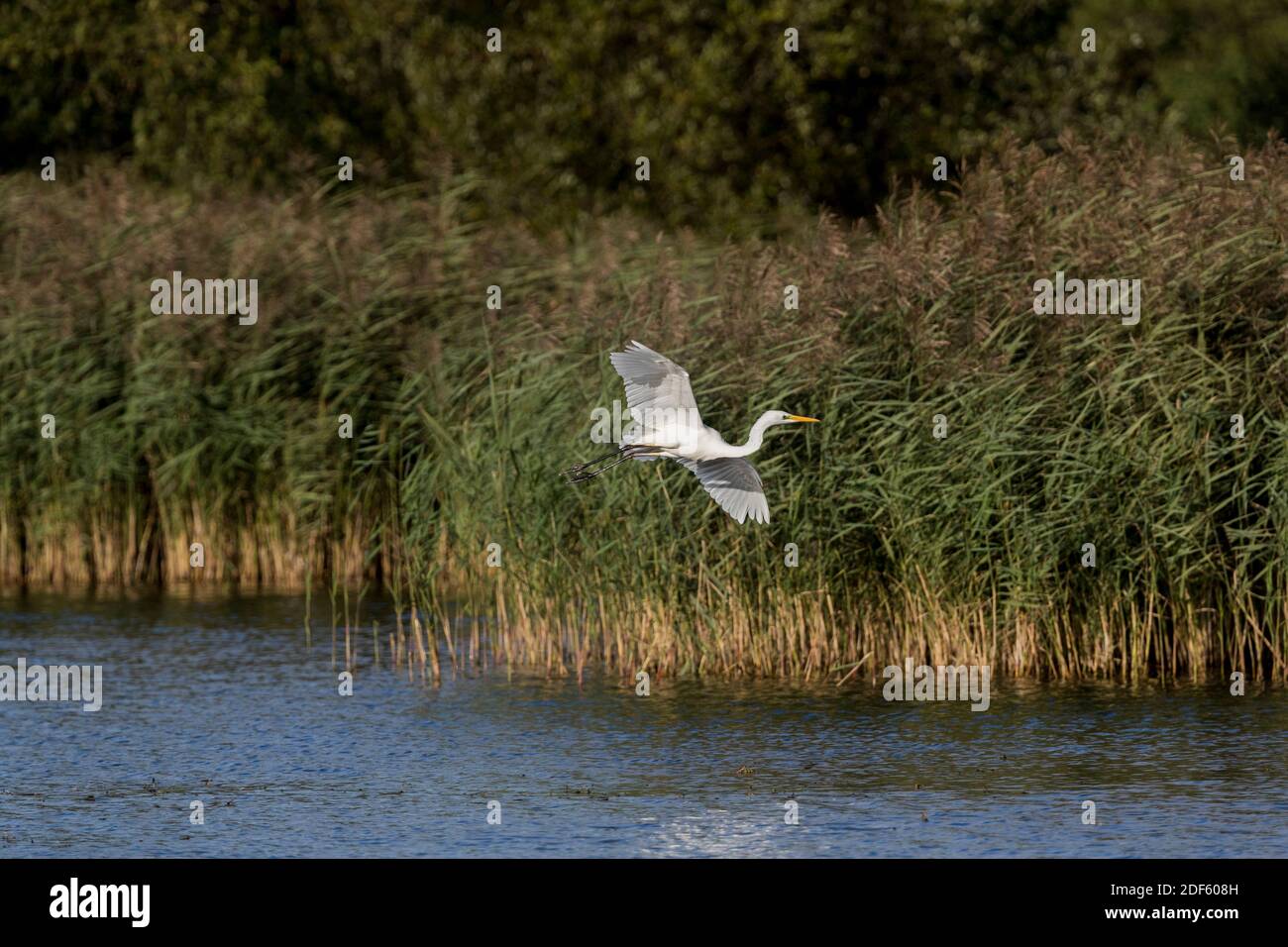 Grand Egret blanc ; Ardea alba ; vol ; Somerset ; Royaume-Uni Banque D'Images