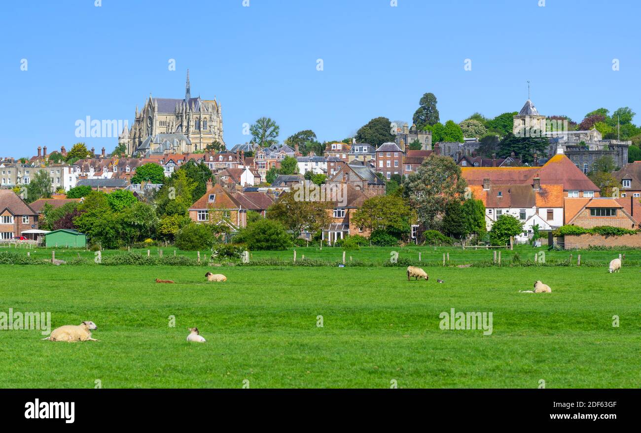 Vue sur les champs avec les moutons à la recherche vers le marché de la ville historique d'Arundel dans le West Sussex, Angleterre, Royaume-Uni. Banque D'Images