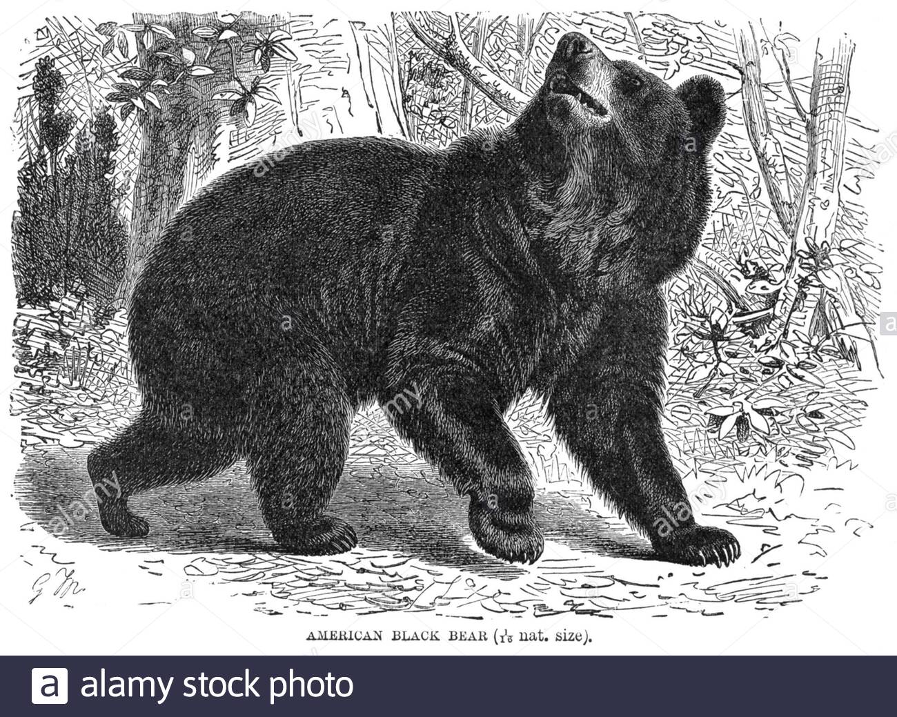 American Black Bear, illustration vintage de 1894 Banque D'Images