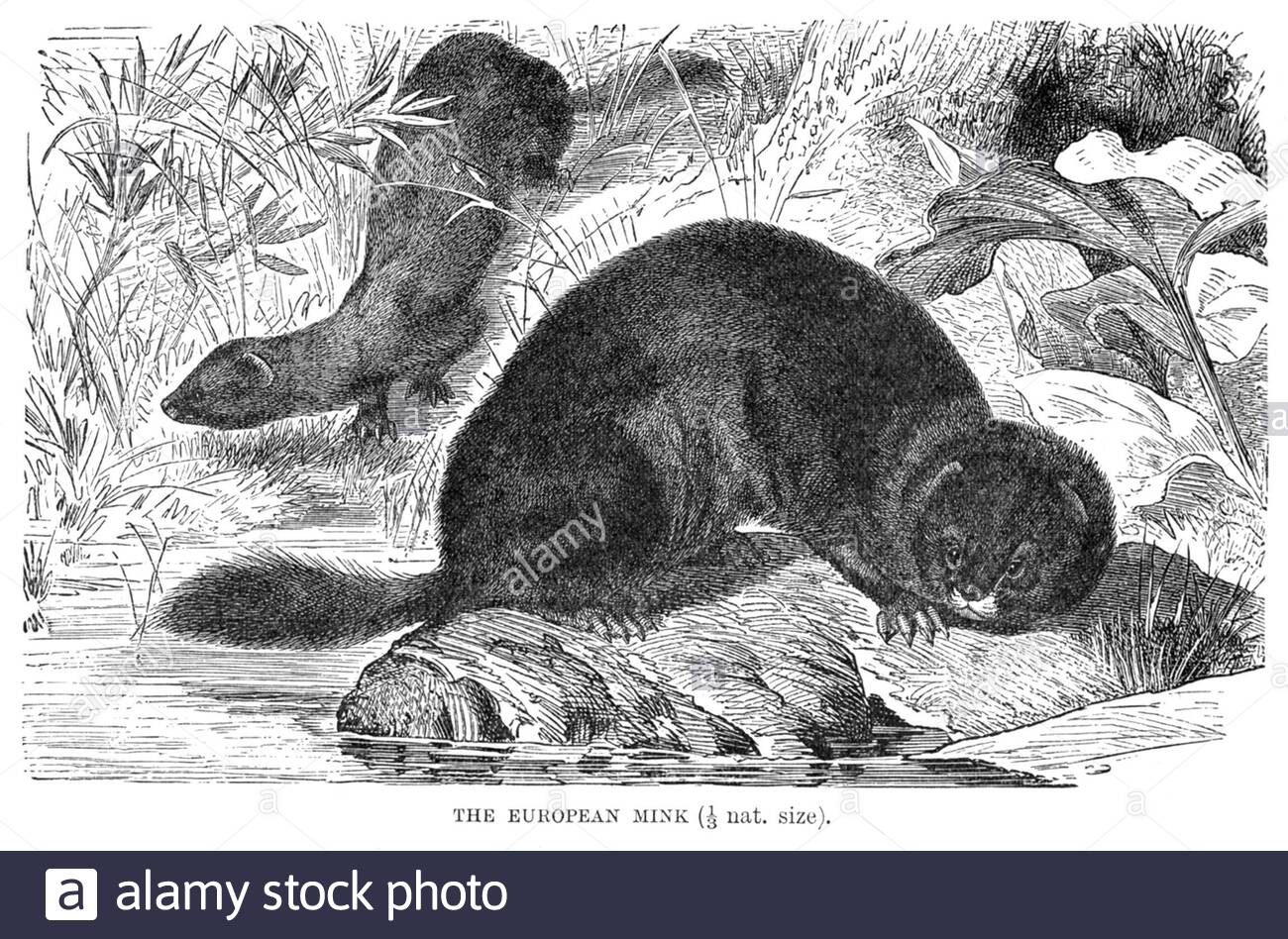 European Mink, illustration vintage de 1894 Banque D'Images