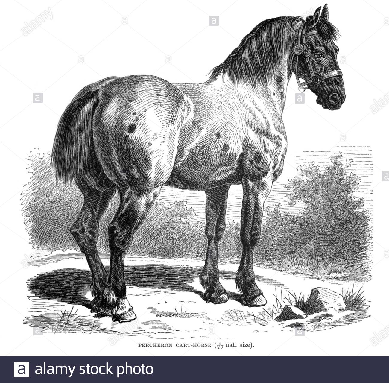 Percheron Cart Horse, illustration vintage de 1894 Banque D'Images