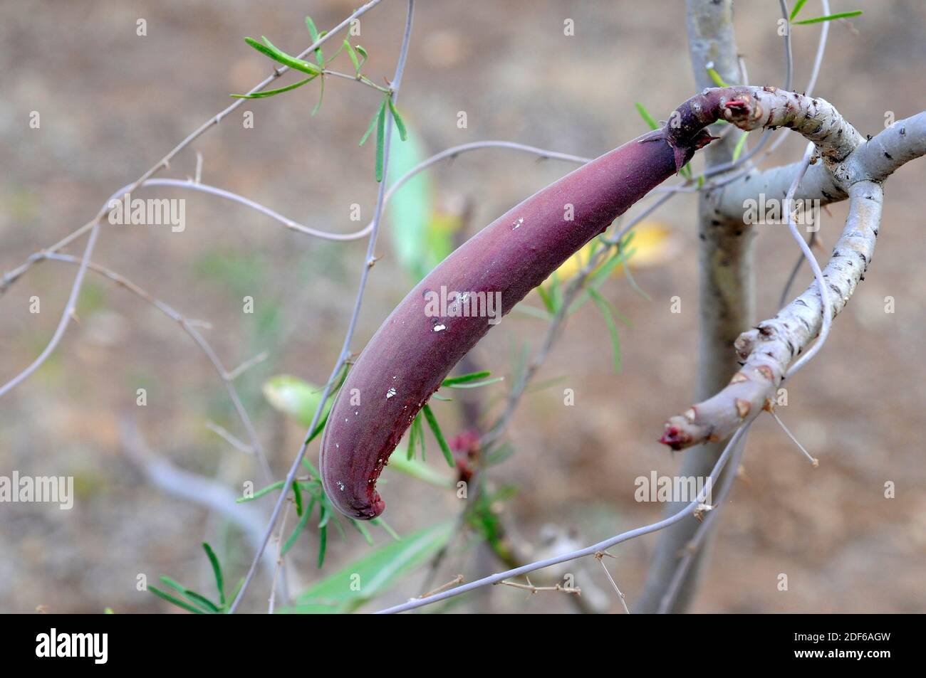Serbatoio Acqua Per Macchina Caffè Krups Dolce Gusto Mini Me - Ricambio 0.8L - Foto 5