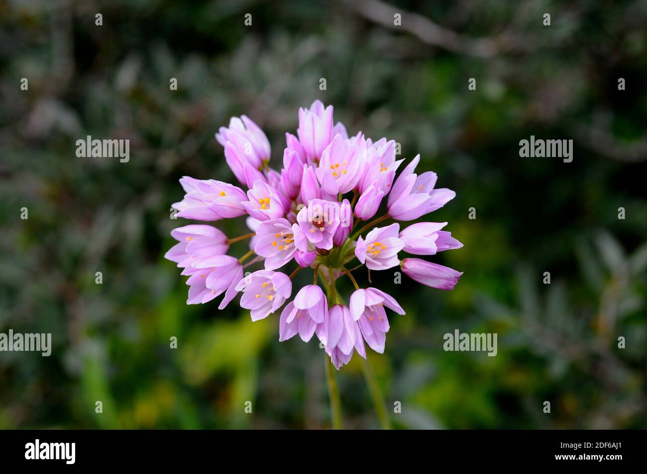 Ail sauvage comestible Banque de photographies et d’images à haute — free download