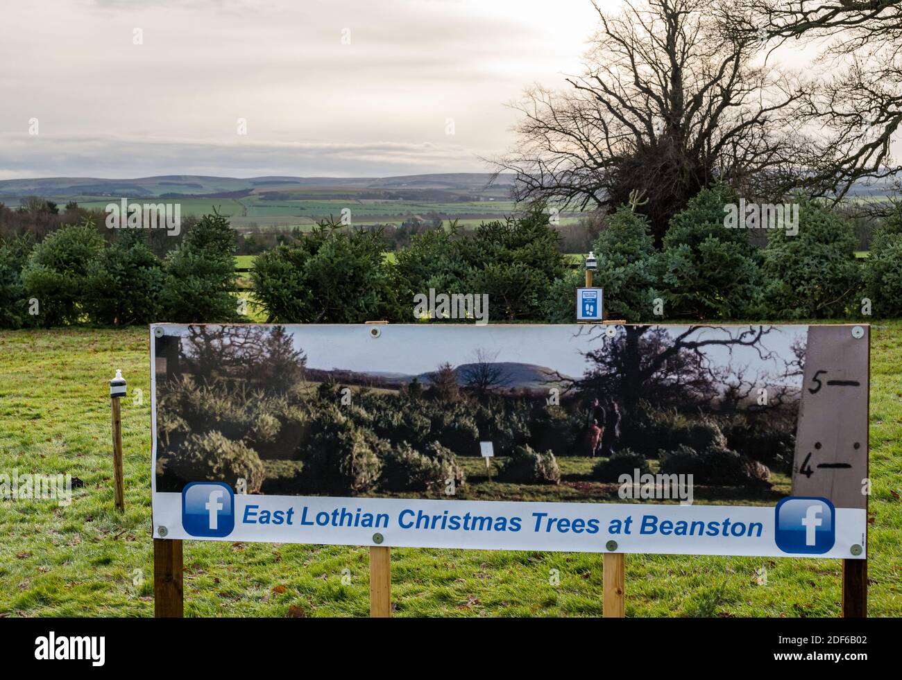 East Lothian, Écosse, Royaume-Uni, 3 décembre 2020. Arbres de Noël de Beanston : une entreprise familiale à la ferme de Beanston depuis 30 ans cultivent 6 variétés de sapins. L'emplacement a une vue sur les collines de Lammermuir Banque D'Images