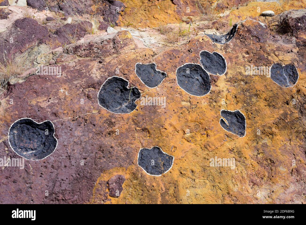Ichnofossiles ou traces de fossiles de sauropodes empreintes de dinosaures. Cette photo a été prise à Aren, Huesca, Aragon, Espagne. Banque D'Images