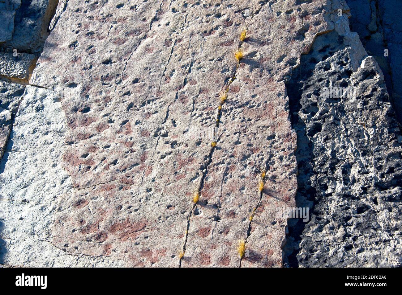 Ichnofossiles ou traces de fossiles de sauropodes empreintes de dinosaures. Cette photo a été prise à Fumanya Nord, Figols, Barcelone, Catalogne, Espagne. Banque D'Images