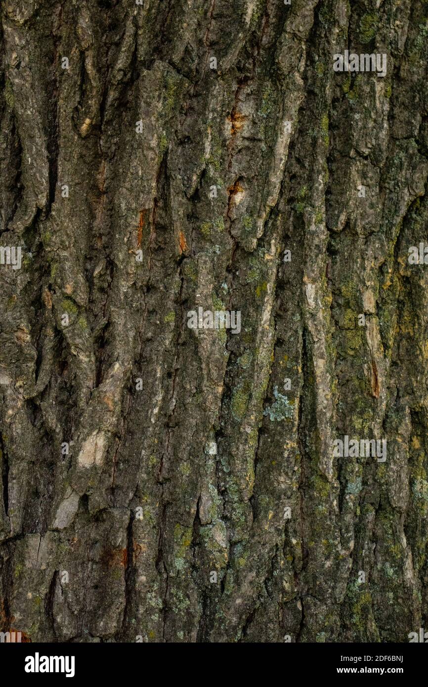 Texture du chêne, nature du bois, vie Banque D'Images