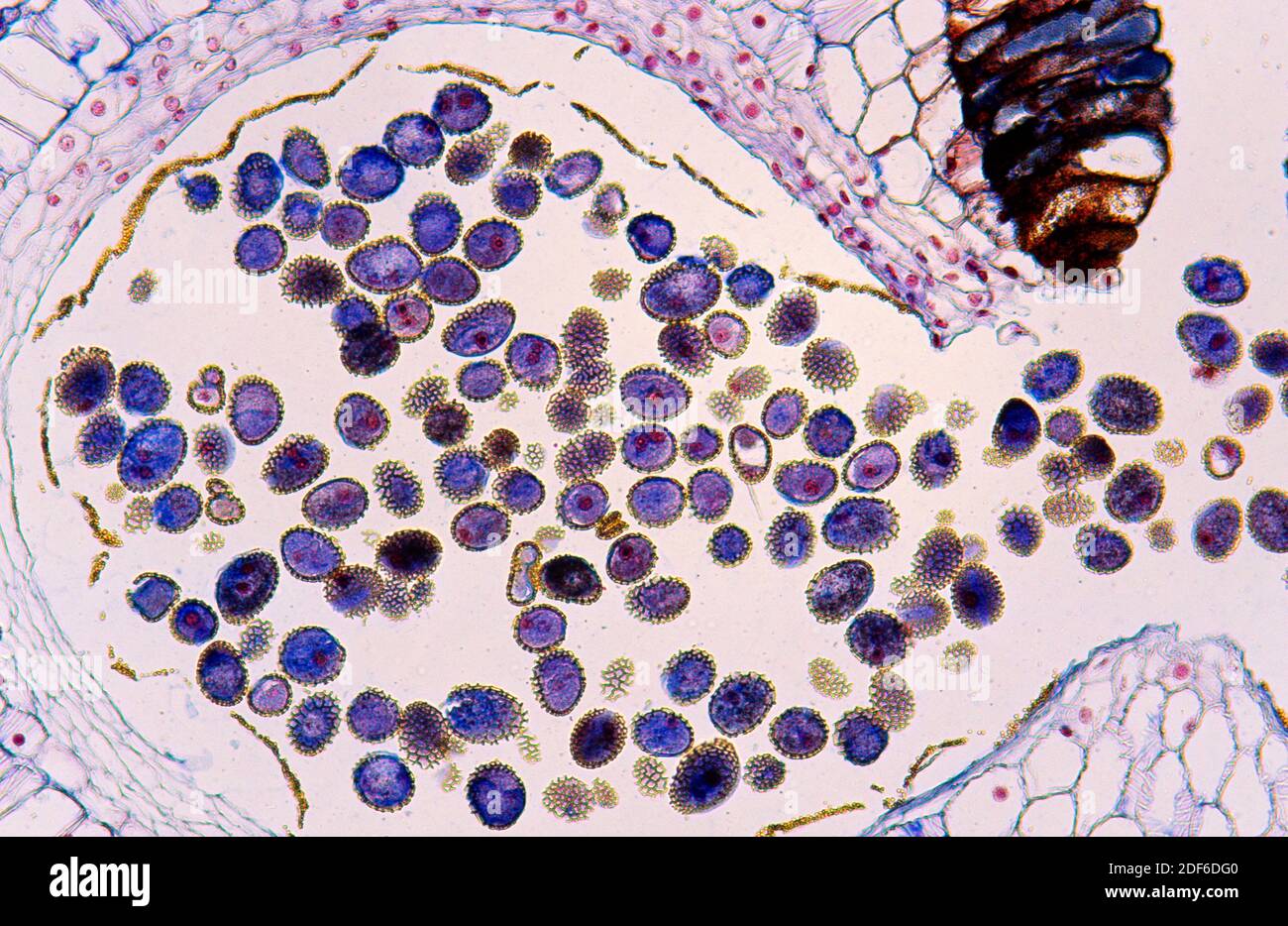 Anthère de lys avec pollen. Microscope optique, grossissement X100. Banque D'Images