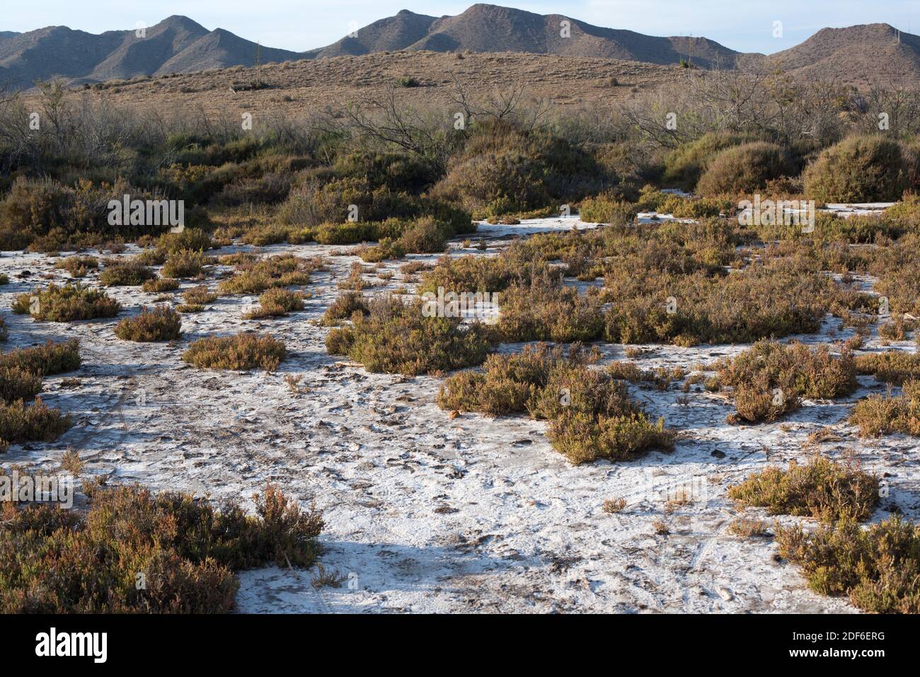 Marais salants et végétation halophytique (Sarcocornia fruticosa et Tamarix boveana) à la Ensenada de Los Genoveses. Parc naturel de Cabo de Gata-Nijar, Banque D'Images
