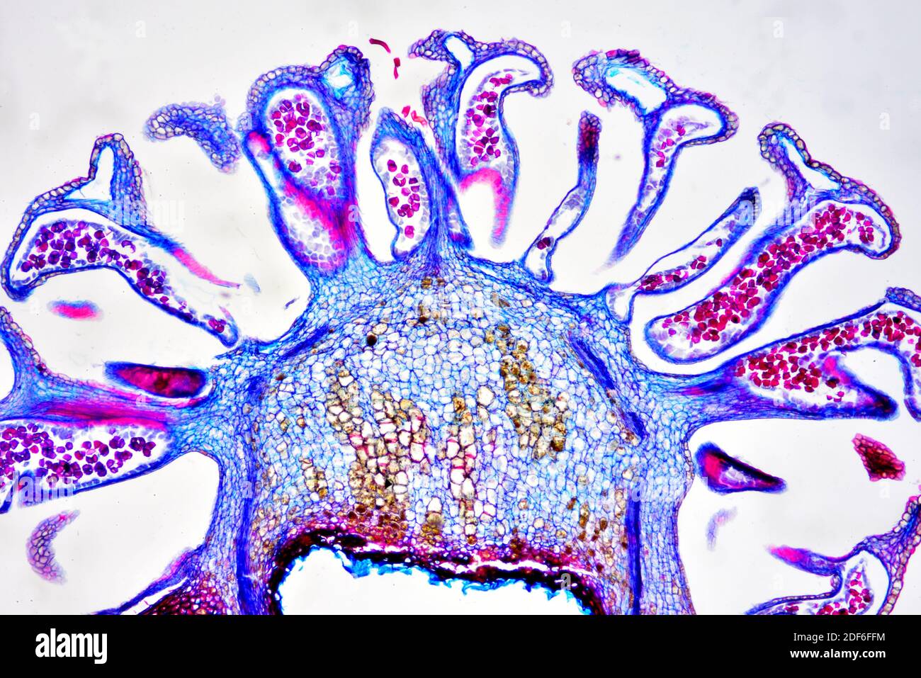 Cône mâle de mélèze européen (Larix decidua) montrant du pollen. Microscope optique X40. Banque D'Images