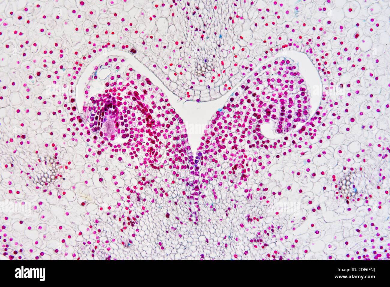 Ovaire de lilium avec ovule. Microscope optique X100. Banque D'Images