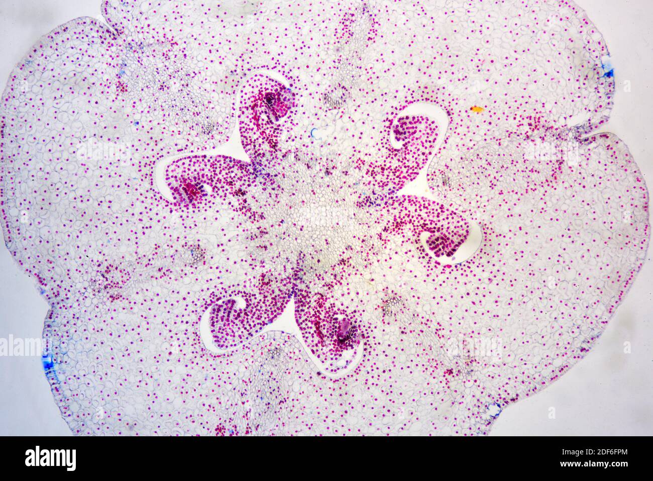 Ovaire de lilium avec ovules. Microscope optique X40. Banque D'Images
