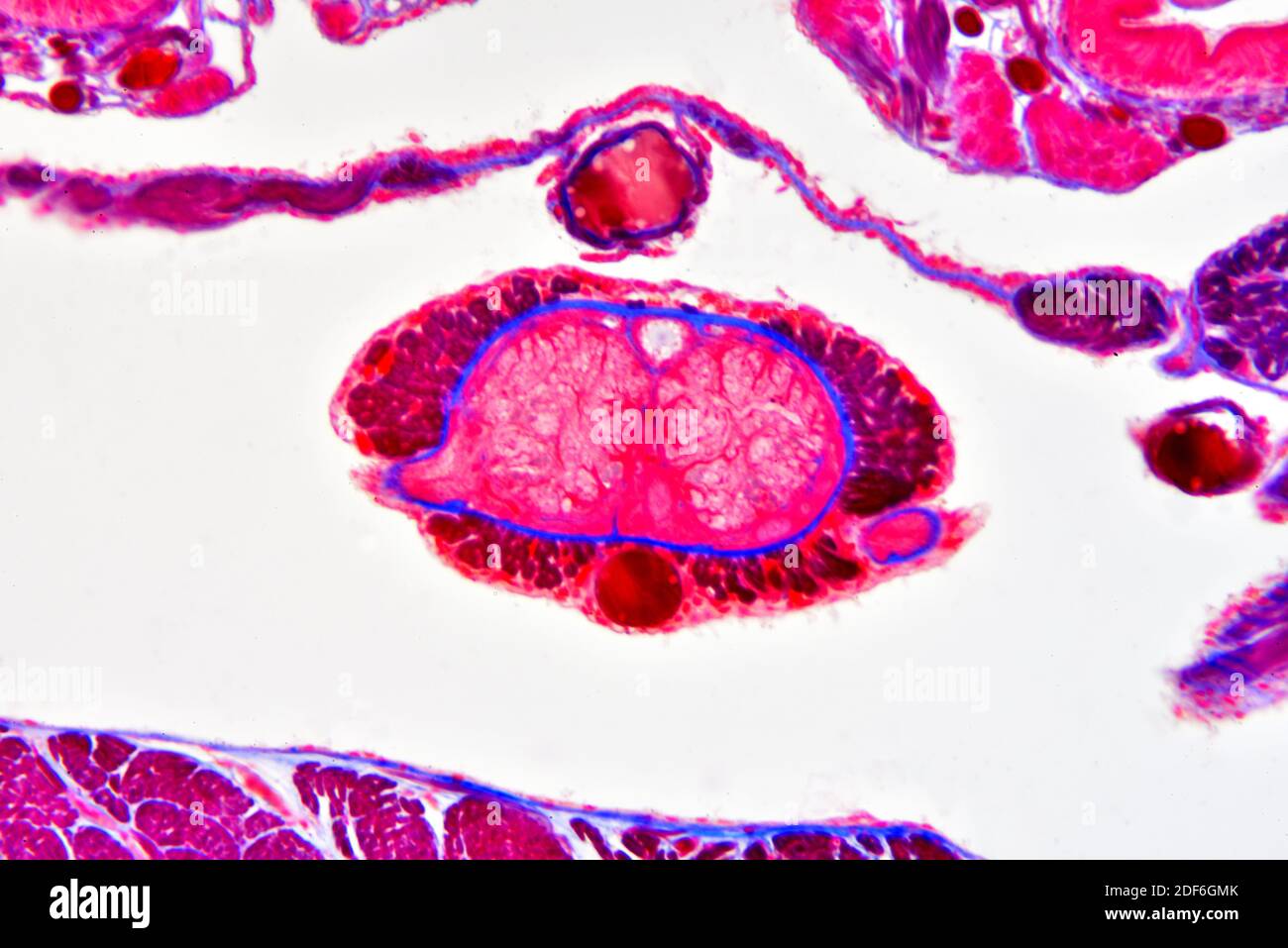 Section transversale de ver de terre (Oligochaeta) montrant le vaisseau  sanguin et le cordon nerveux. Microscope optique X400 Photo Stock - Alamy