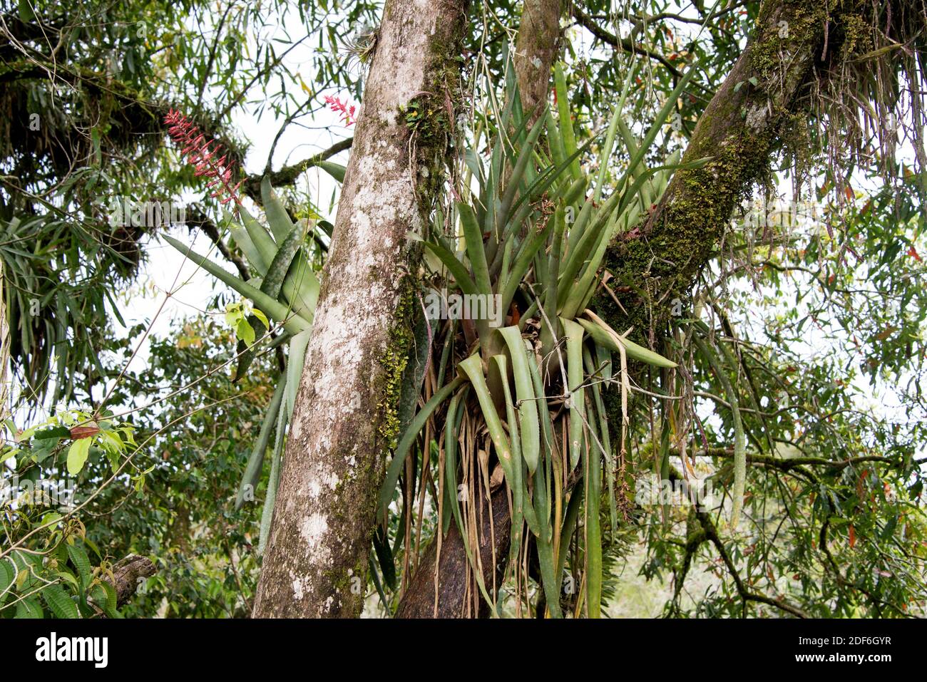 Épiphytes broméliades (Aechmea bracteata) dans la forêt tropicale d'Iguazu (Argentine). Banque D'Images