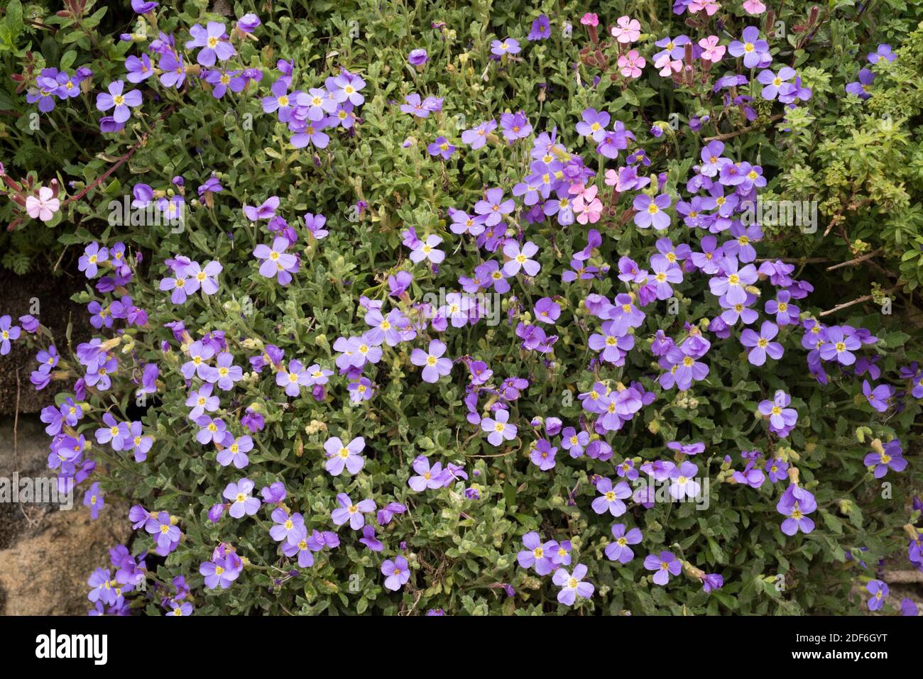 Aubrieta brassicaceae perennial Banque de photographies et d'images à haute  résolution - Alamy