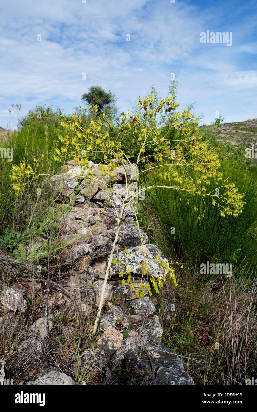 La laine (Isatis tinctoria) est une herbe originaire d'Asie mais naturalisée en Europe et en Amérique du Nord; ses feuilles produisent un colorant bleu. Cette photo a été prise Banque D'Images