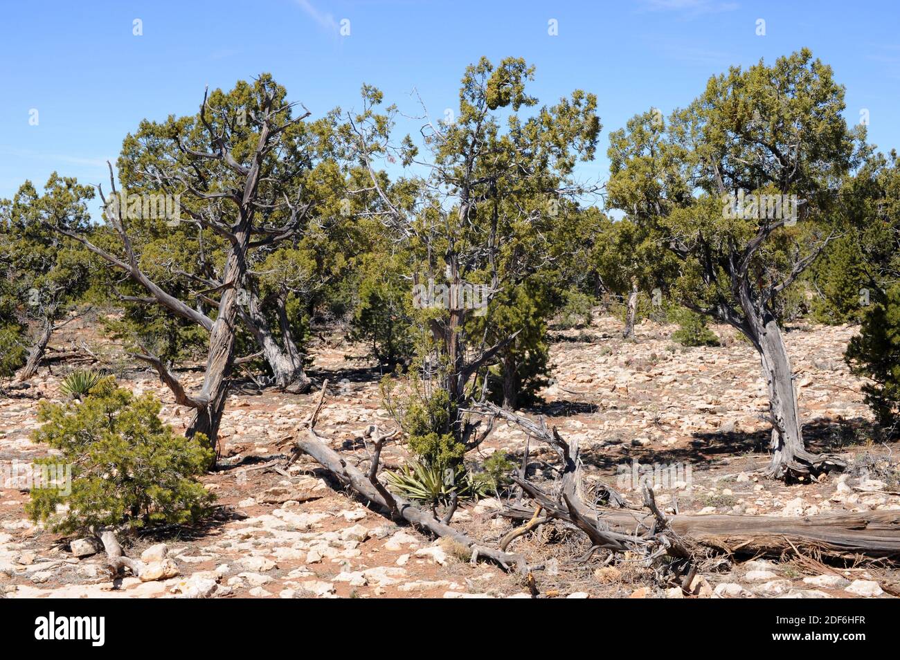 Utah Juniper (Juniperus osperma) est un arbuste ou un petit arbre originaire du sud-ouest des États-Unis. Cette photo a été prise dans le parc national du Grand Canyon, Banque D'Images