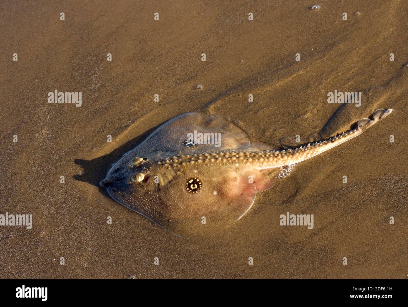 Le plus commun des raies et des patins dans les eaux britanniques le Thornback Ray préfère les côtes sablonneuses où c'est un prédateur sur les crustacés et les mollusques Banque D'Images