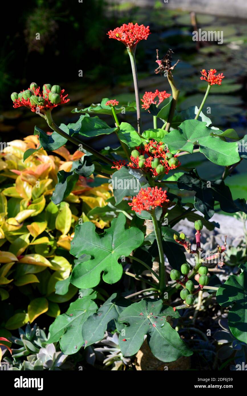 L'arbuste de Bottleplant ou plante du ventre de Buda (Jatropha podagrica) est un arbuste toxique ornemental originaire de l'Amérique tropicale. Banque D'Images