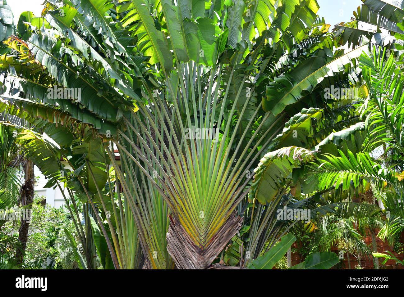 Le palmier ou l'arbre de voyageurs (Ravenala madagascariensis) est une grosse herbe originaire de Madagascar. Banque D'Images