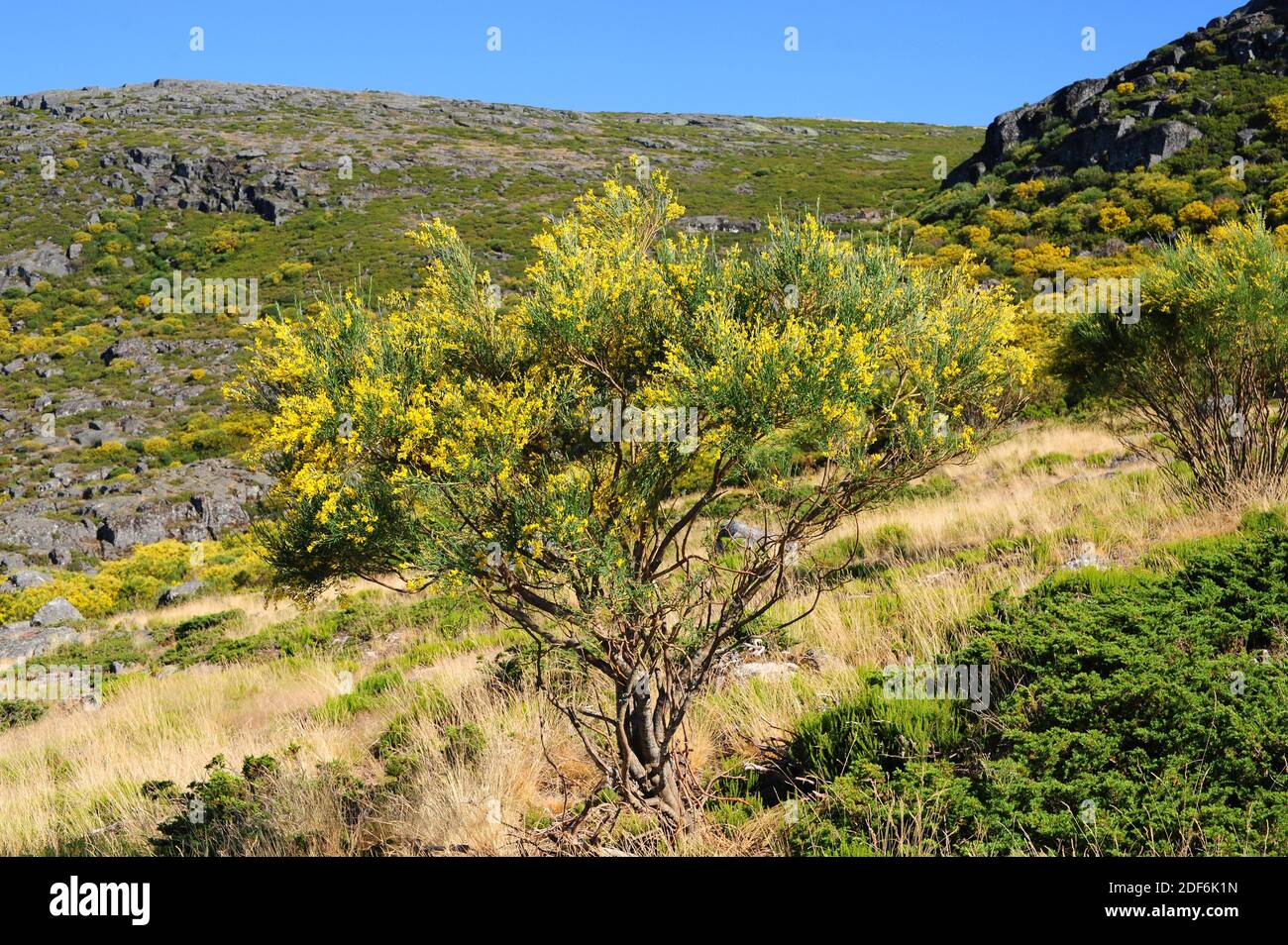 Le balai portugais, le balai espagnol ou le balai à fruits poilu (Cytisus  striatus) est un arbuste endémique à l'ouest de la péninsule ibérique et en  Afrique du Nord. Ceci Photo Stock -