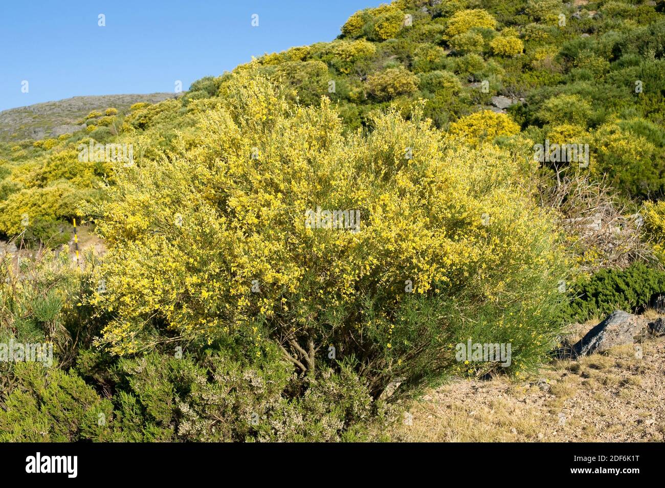 Le balai portugais, le balai espagnol ou le balai à fruits poilu (Cytisus  striatus) est un arbuste endémique à l'ouest de la péninsule ibérique et en  Afrique du Nord. Ceci Photo Stock -