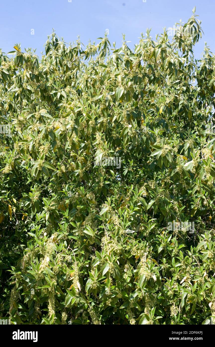 La pêche sauvage (Kiggelaria africana) est un arbre originaire de l'Afrique de l'est, de Kenia à l'Afrique du Sud. Banque D'Images