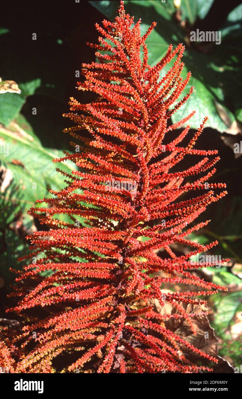 Le parapluie pauvre (Gunnera insignis) est une grande plante herbacée originaire de l'Amérique tropicale du Honduras à la Colombie. Cette photo a été prise à Poas Banque D'Images