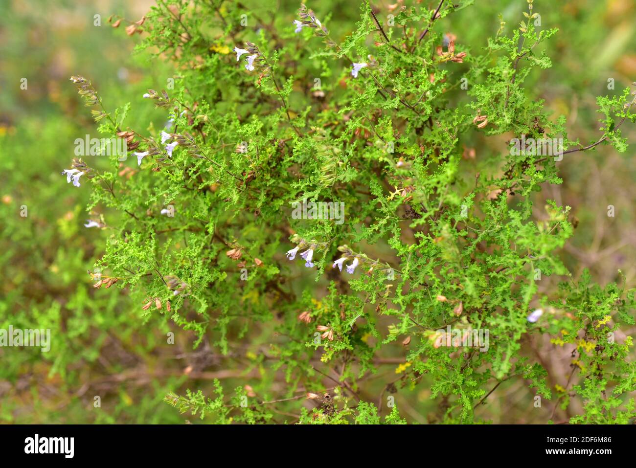 La sauge NAMA (Salvia namaensis) est un arbuste originaire de Namibie et  d'Afrique du Sud. Fleurs et feuilles Photo Stock - Alamy