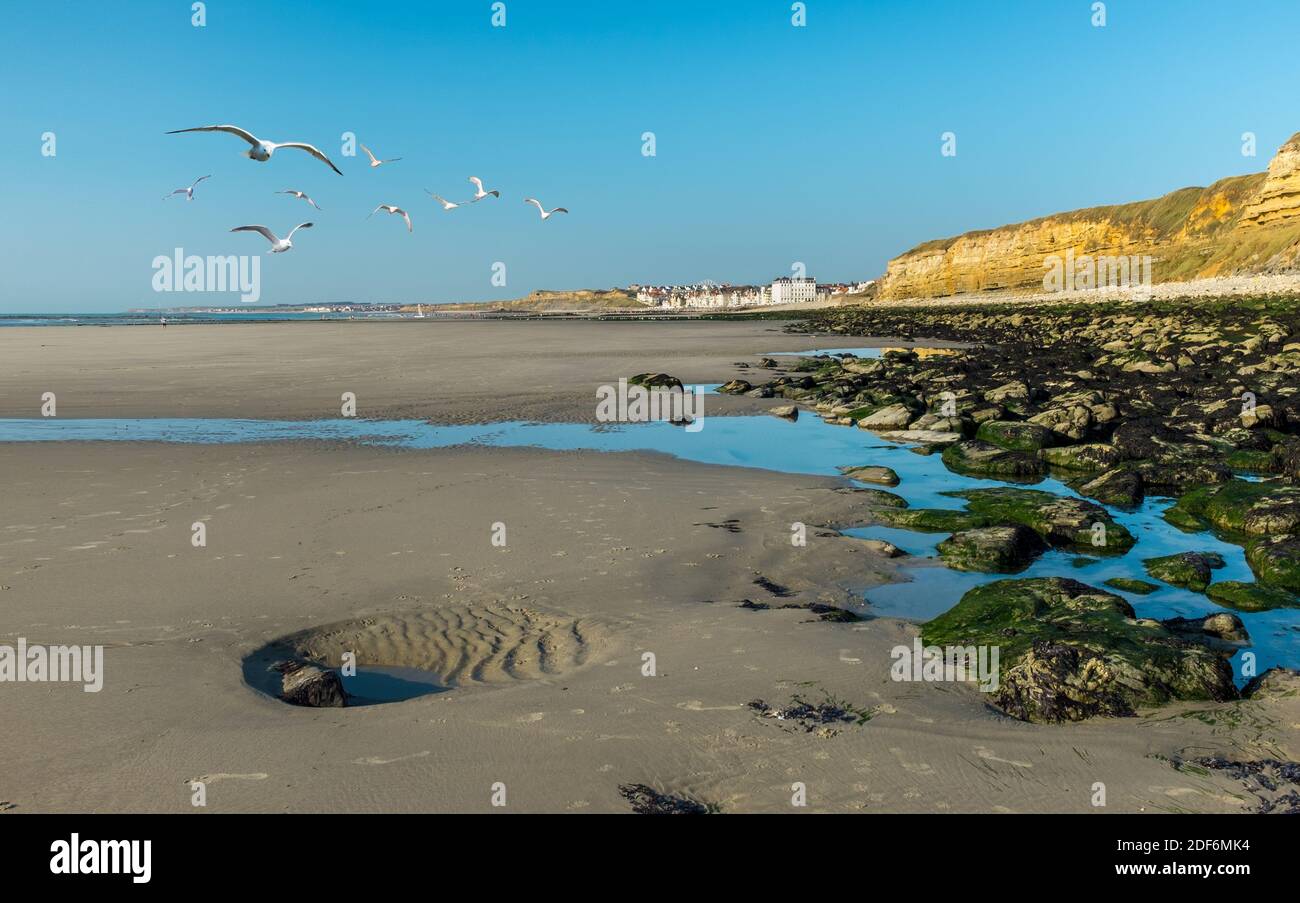 Vue panoramique sur les mouettes survolant la plage de Wimereux le long de la côte française des opales. Banque D'Images