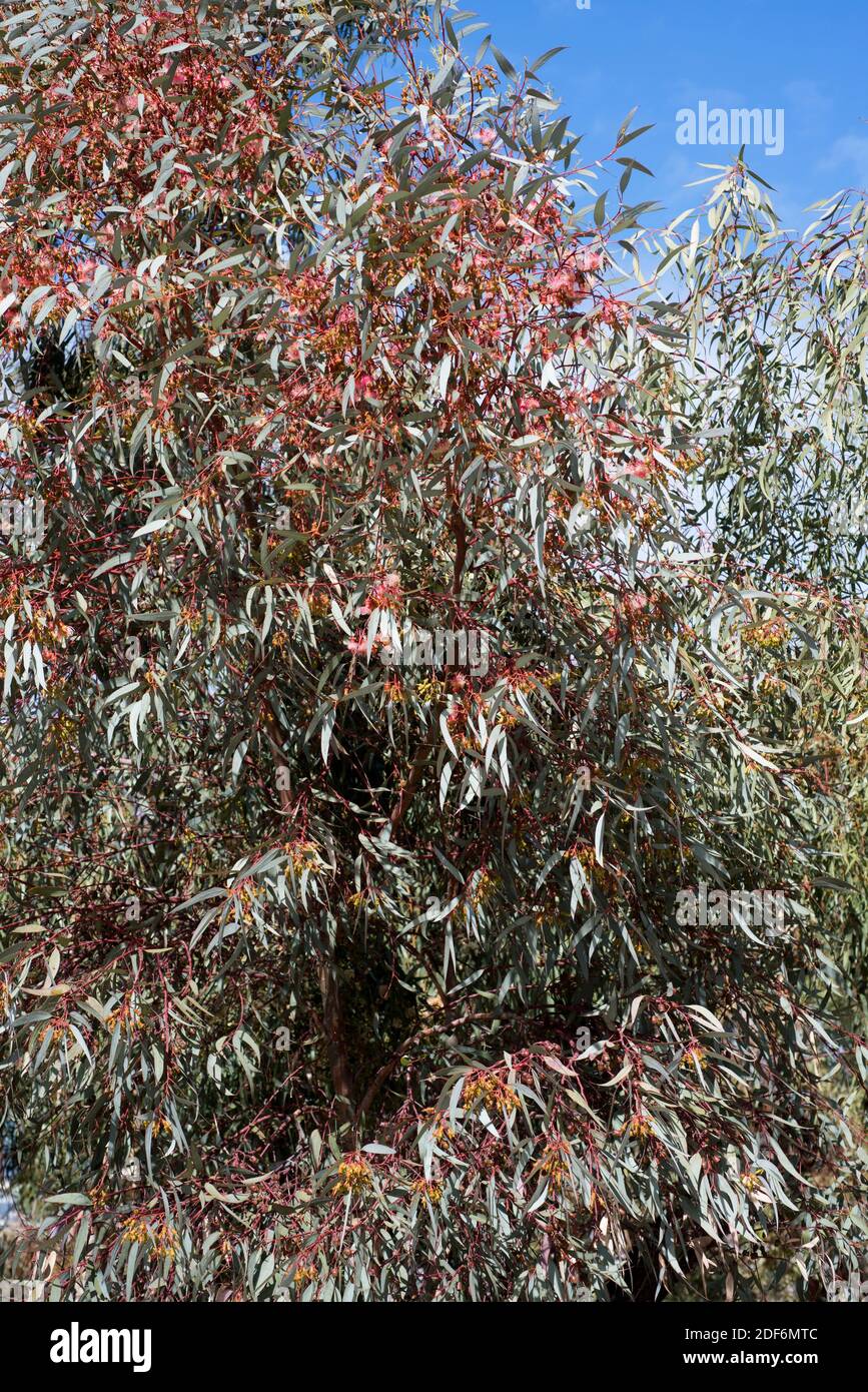 La gomme de corail ou la gomme Coolgardie (Eucalyptus torquata) est un petit arbre endémique à l'ouest de l'Australie. Banque D'Images