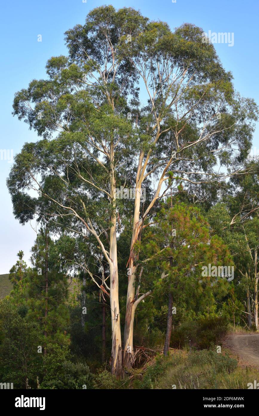 La gomme bleue (Eucalyptus globulus) est un arbre originaire d'Australie mais largement cultivé dans de nombreux pays pour son bois. Cette photo a été prise à Rabos Banque D'Images