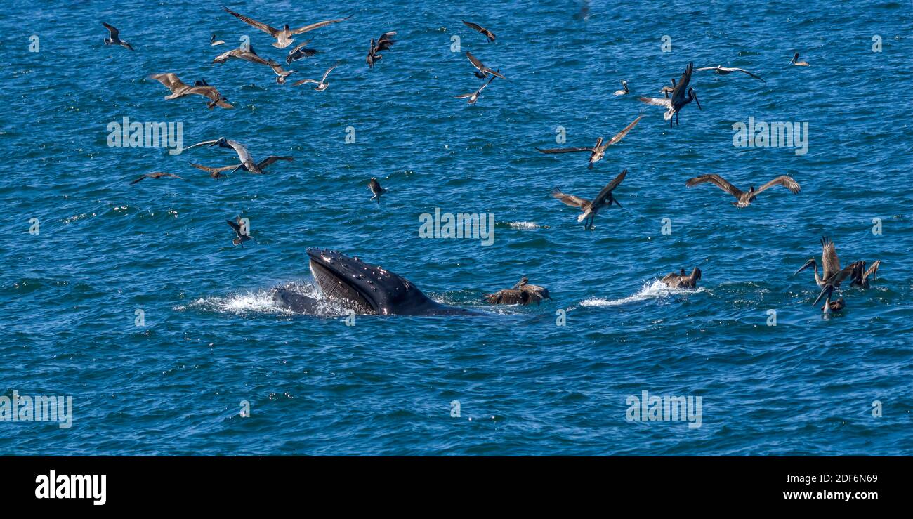 Baleine à bosse (Megaptera novaeangliae) l'alimentation avec une bouchée de poissons tandis qu'un troupeau de pélicans bruns passent au-dessus en Basse Californie, au Mexique. Banque D'Images