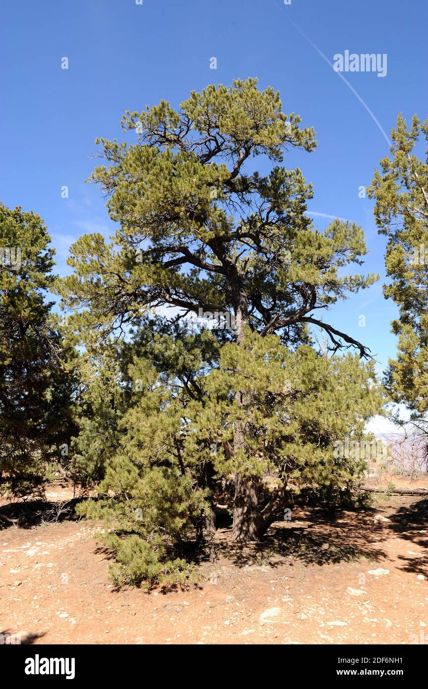 Le pin du Colorado (Pinus edulis) est un conifères originaire du centre-ouest des États-Unis. Cette photo a été prise dans le parc national du Grand Canyon, Banque D'Images