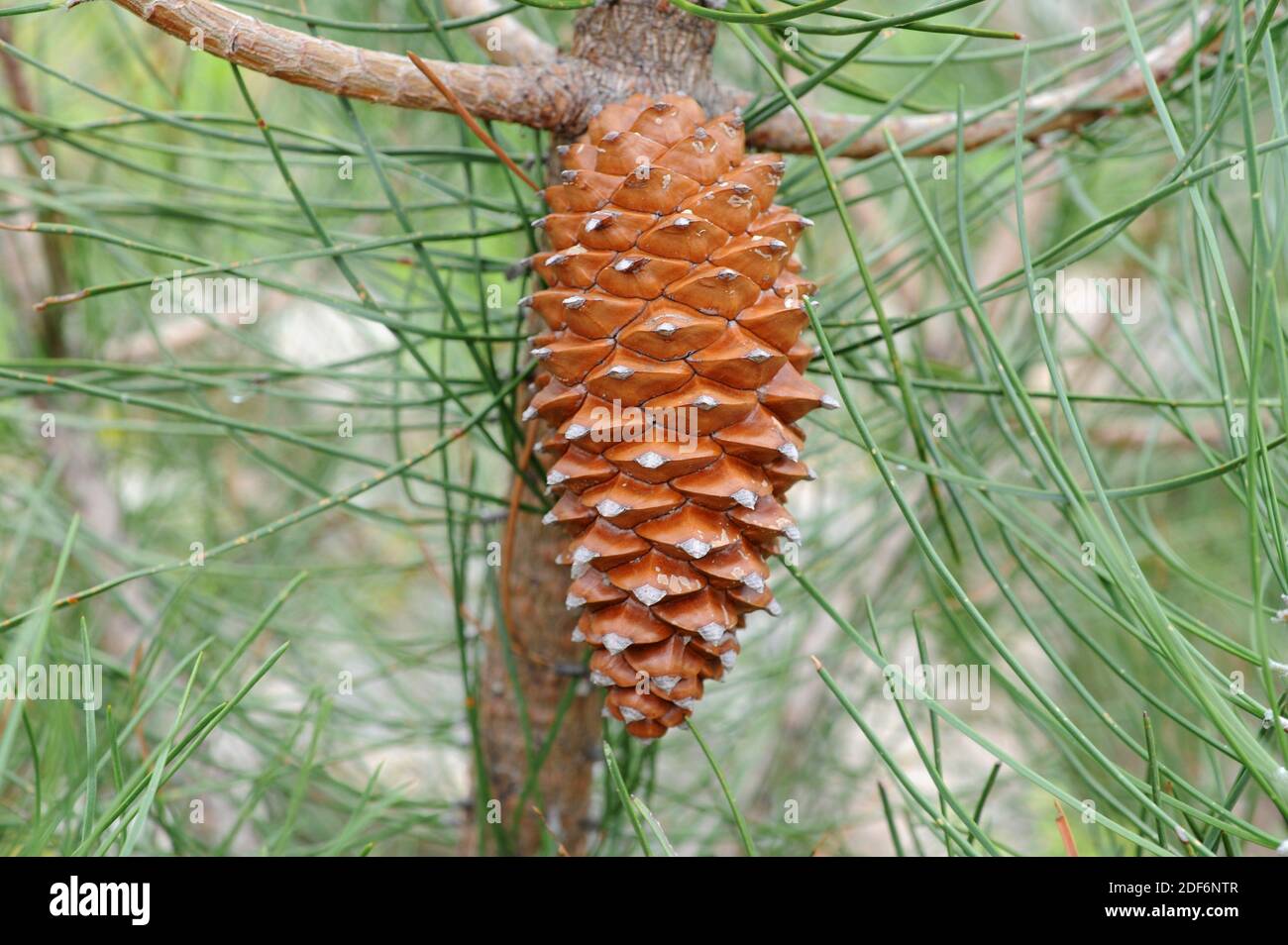 Pinus Pinaster Cone Banque De Photographies Et D images Haute 