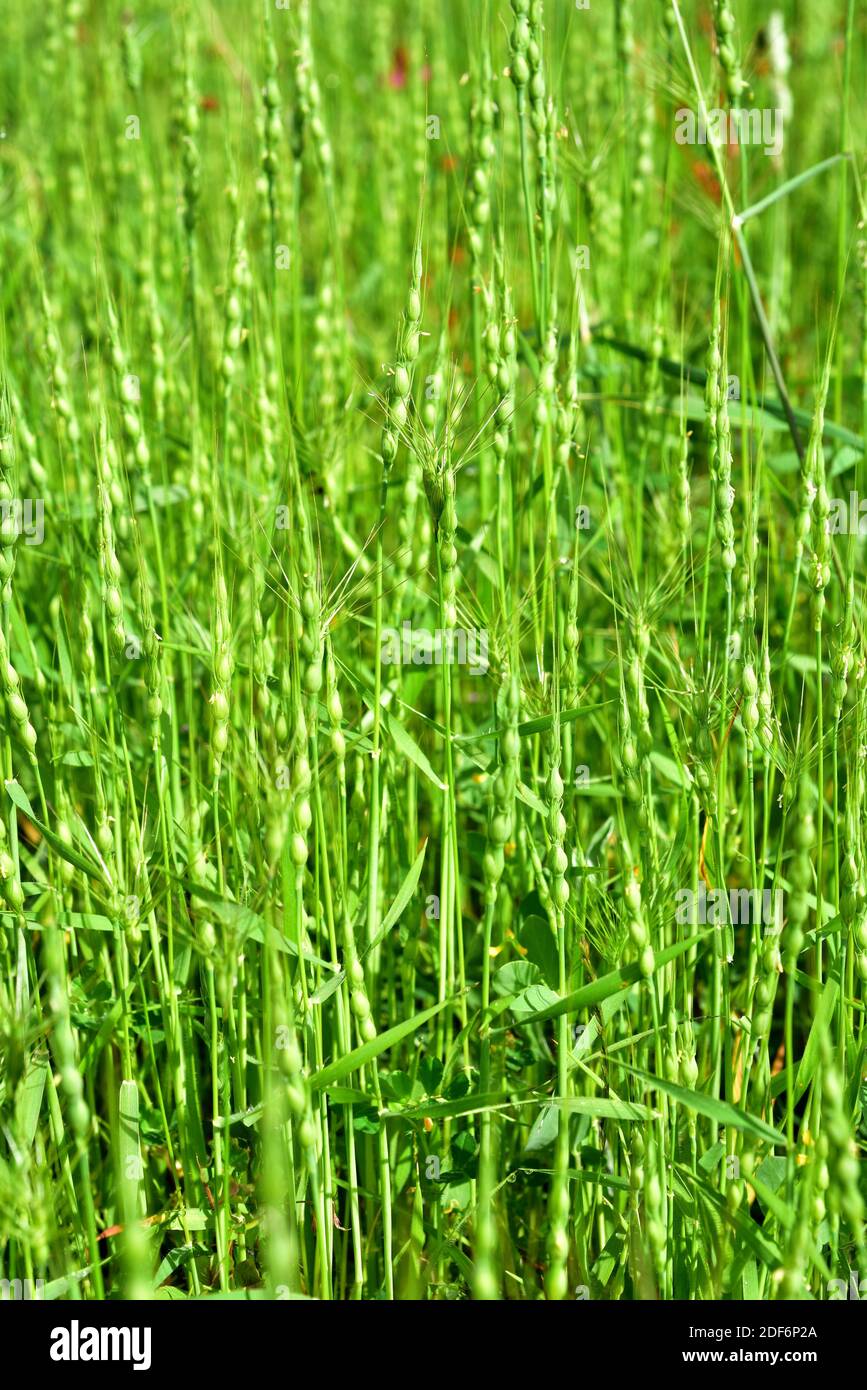 L'herbe dure en forme de ventre ou le goatgrass gonflé (Aegilops ventricosa, Gastropyrum ventricosum ou Triticum ventricosum) est une plante annuelle indigène à Banque D'Images