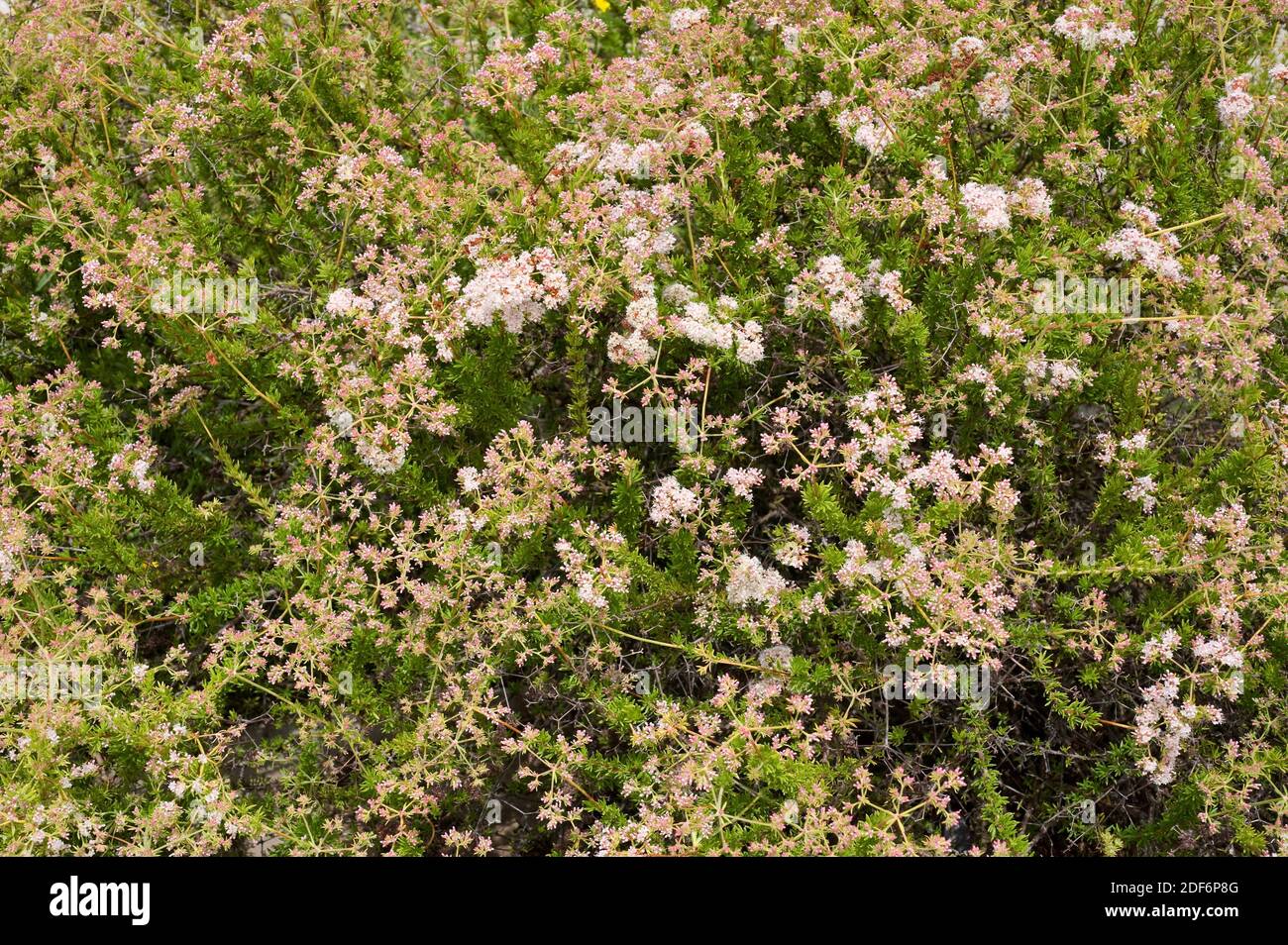 Le sarrasin de Californie ou sarrasin de Mojave (Eriogon fasciculatum) est un arbuste originaire du sud-ouest des États-Unis et du nord-ouest du Mexique. Banque D'Images