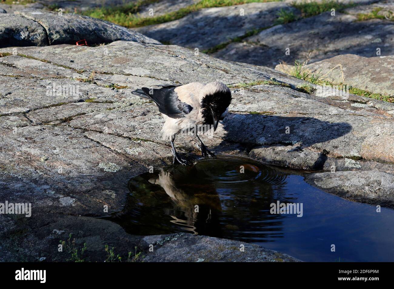 Le corbeau à capuche masculin, Corvus cornix, voit sa réflexion sur l'eau et regarde sur la défensive avec une couronne relevée et une posture droite. Banque D'Images