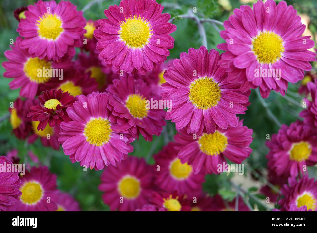 Chrysanthèmes roses avec étamines jaunes dans le jardin, chrysanthèmes roses macro, photo florale, macro photographie, photo de stock Banque D'Images