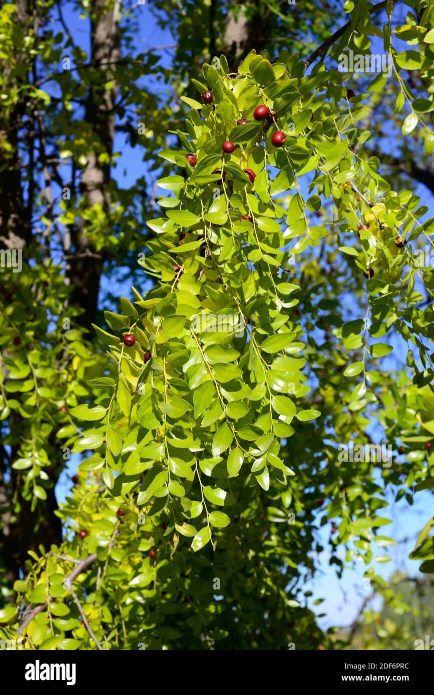 Jujube ou date rouge (Ziziphus juba) Est un arbre à feuilles caduques indigène de manière probante à l'Asie du Sud et cultivé dans de nombreuses régions tempérées pour son comestible Banque D'Images