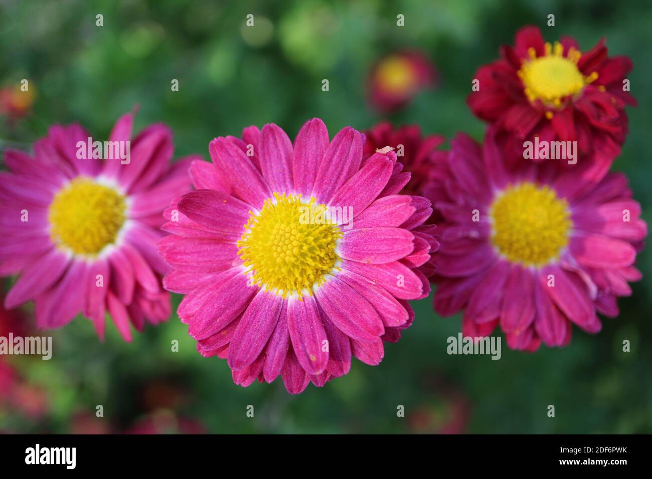 Chrysanthèmes roses avec étamines jaunes dans le jardin, chrysanthèmes roses macro, photo florale, photographie macro, photo de stock Banque D'Images