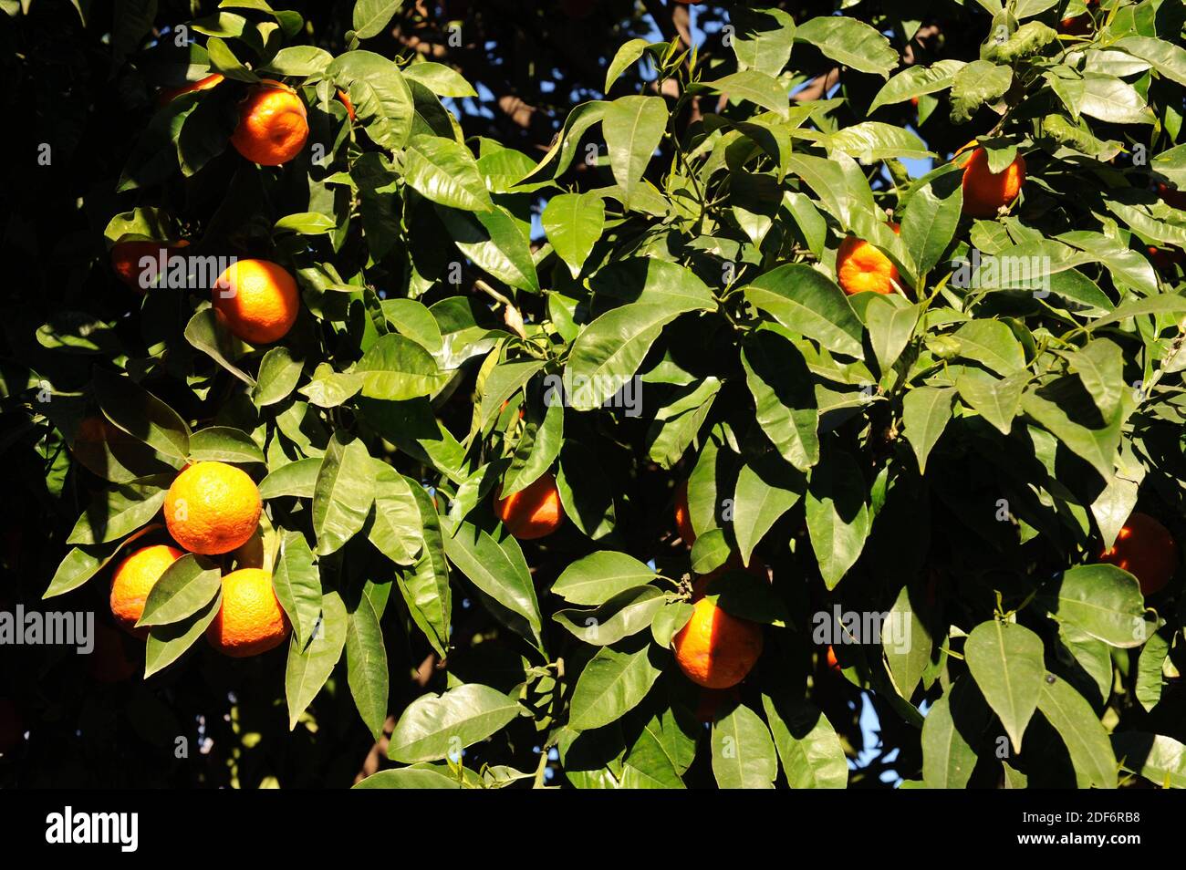 L'orange mandarine (Citrus reticulata clementina) est un petit arbre originaire du sud de la Chine. Ses fruits (mandarines) sont comestibles. Détail fruits et feuilles. Banque D'Images