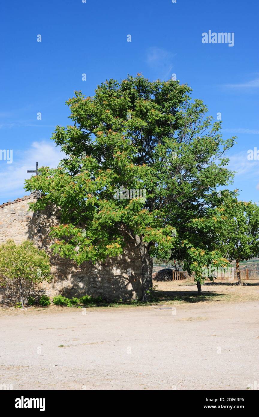 L'arbre du ciel (Ailanthus altissima) est un arbre à feuilles caduques originaire de Chine et naturalisé dans d'autres régions tempérées du monde. Cette photo était Banque D'Images