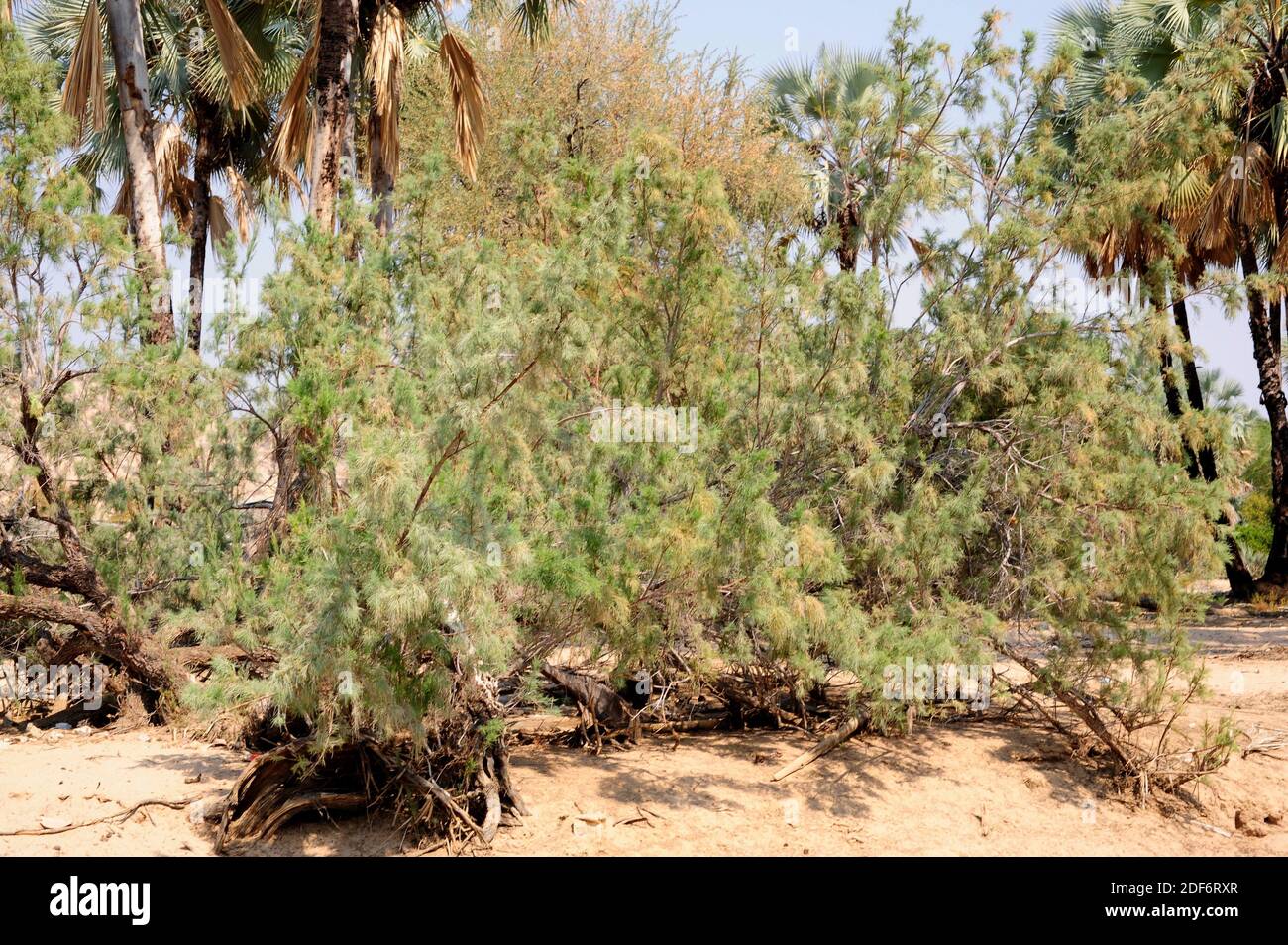 Le tamarisque sauvage (Tamarix usneoides) est un arbuste à feuilles persistantes ou un petit arbre originaire de l'Afrique australe. Cette photo a été prise à Epupa Falls, Namibie. Banque D'Images
