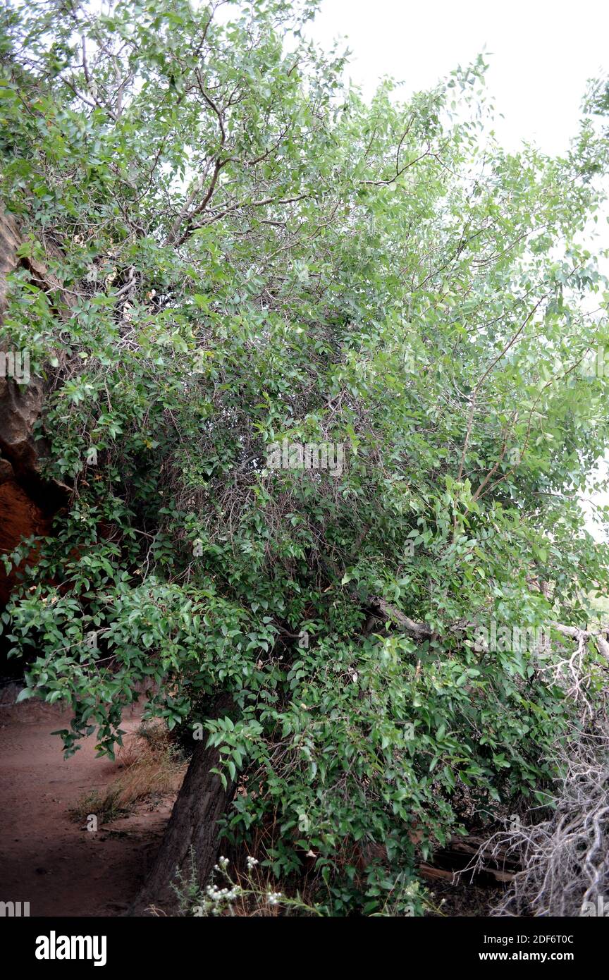 Le mûrier à feuilles persistantes (Celtis reticulata) est un arbre à feuilles caduques originaire de l'ouest des États-Unis et du nord du Mexique. Cette photo a été prise dans l'Utah. Banque D'Images